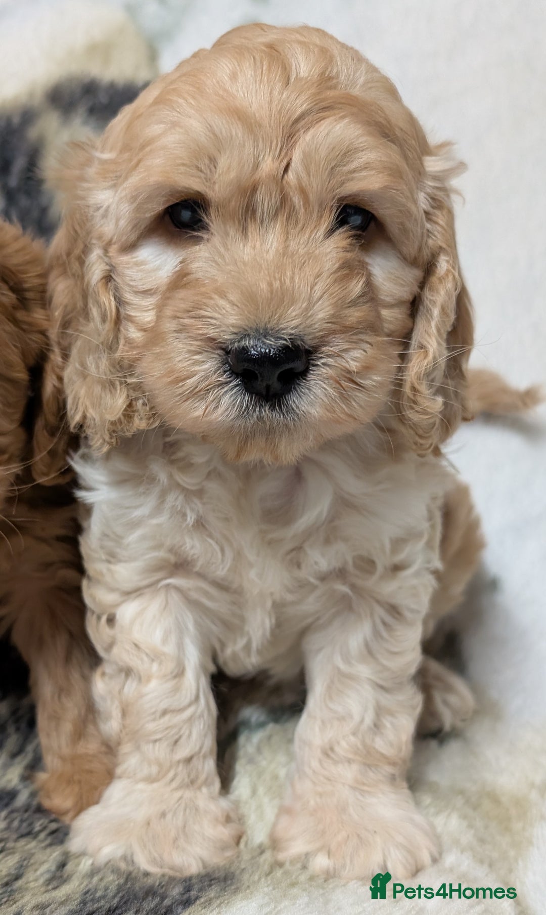 Cockapoo dogs for sale: Beautiful F1 Cockapoo puppies DNA clear - Image 9