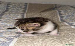 Domestic Shorthair cats for sale: Our babies looking for their forever lovely home - Image 30