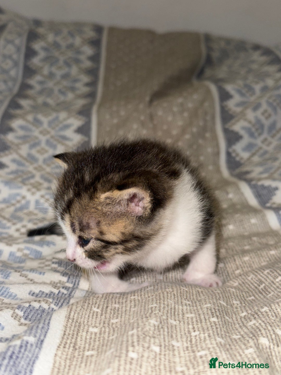 Domestic Shorthair cats for sale: Our babies looking for their forever lovely home - Image 30
