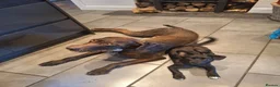 Mixed Breed dogs for adoption: Loris  in Newbury - Advert 3