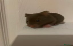 Hamster rodents for sale: Baby Syrian hamsters🐹  - Advert 9