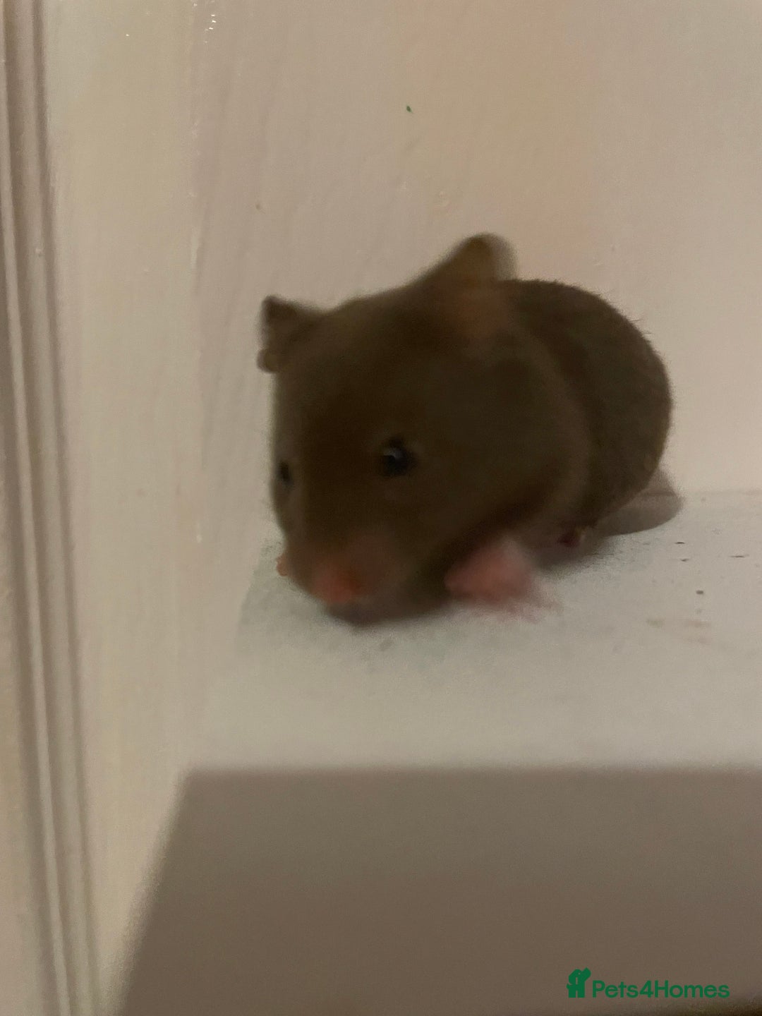 Hamster rodents for sale: Baby Syrian hamsters🐹  - Advert 9