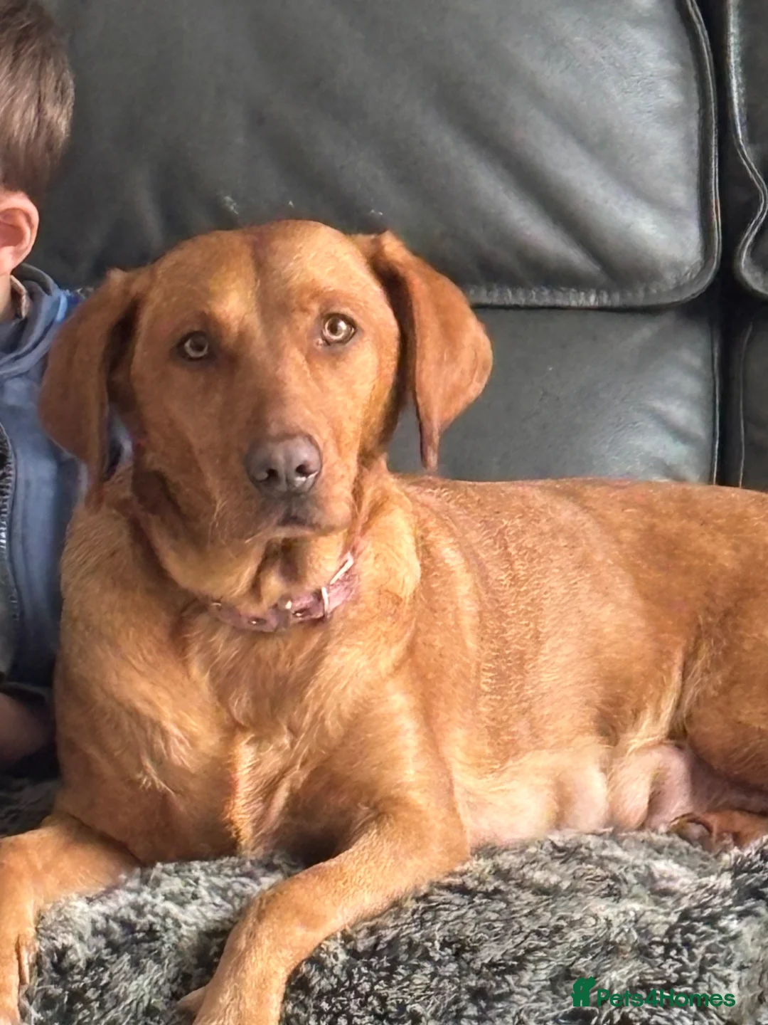 Labrador Retriever dogs for sale: Beautiful  Male Red Fox Labrador working dog  in Rotherham - Advert 1