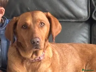 Labrador Retriever dogs Beautiful Male Red Fox Labrador working dog - Advert 2