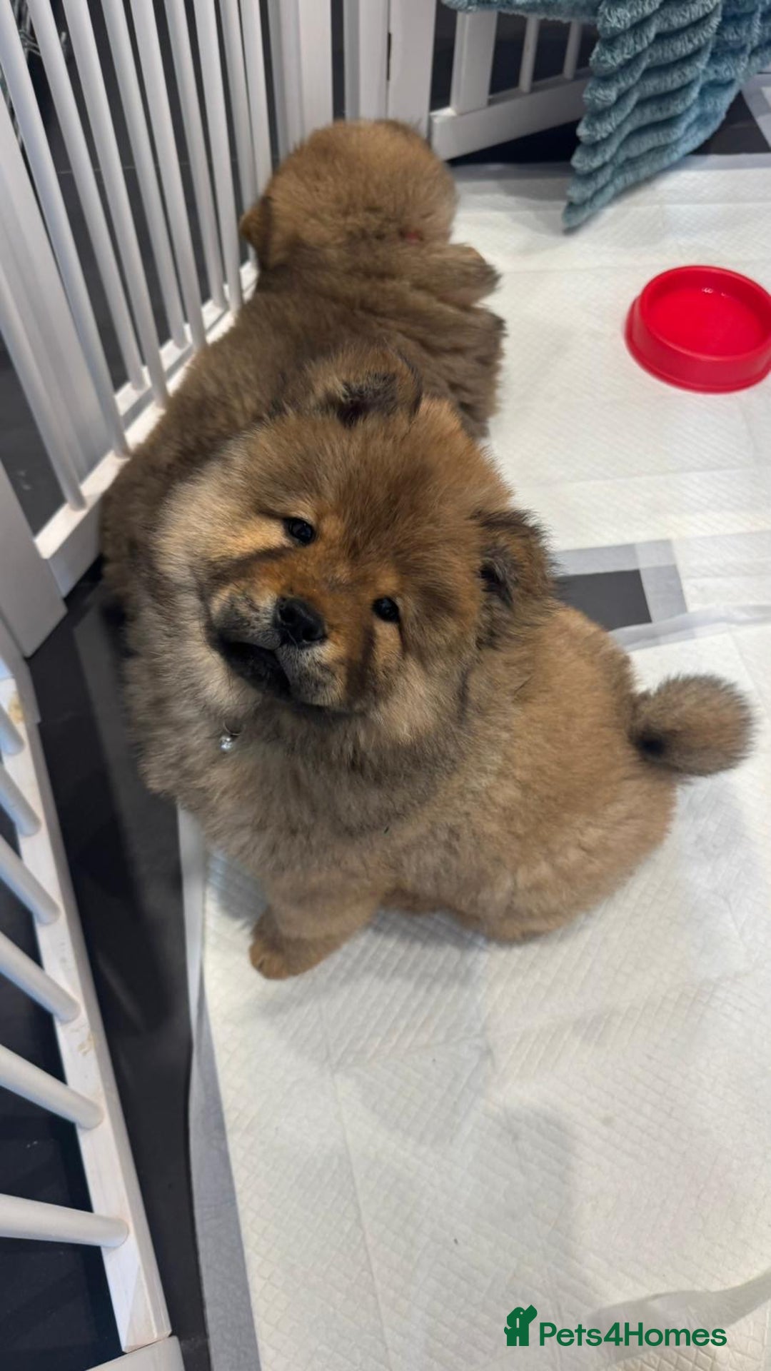Chow Chow dogs for sale: Chow Puppies looking for new home - Image 16
