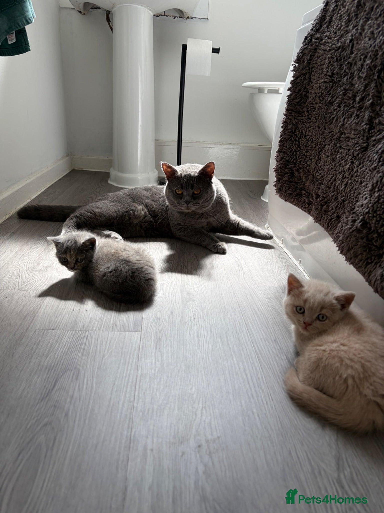 British Shorthair cats British shorthair kittens.  - Advert 11
