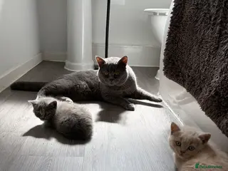 British Shorthair cats British shorthair kittens. - Advert 11