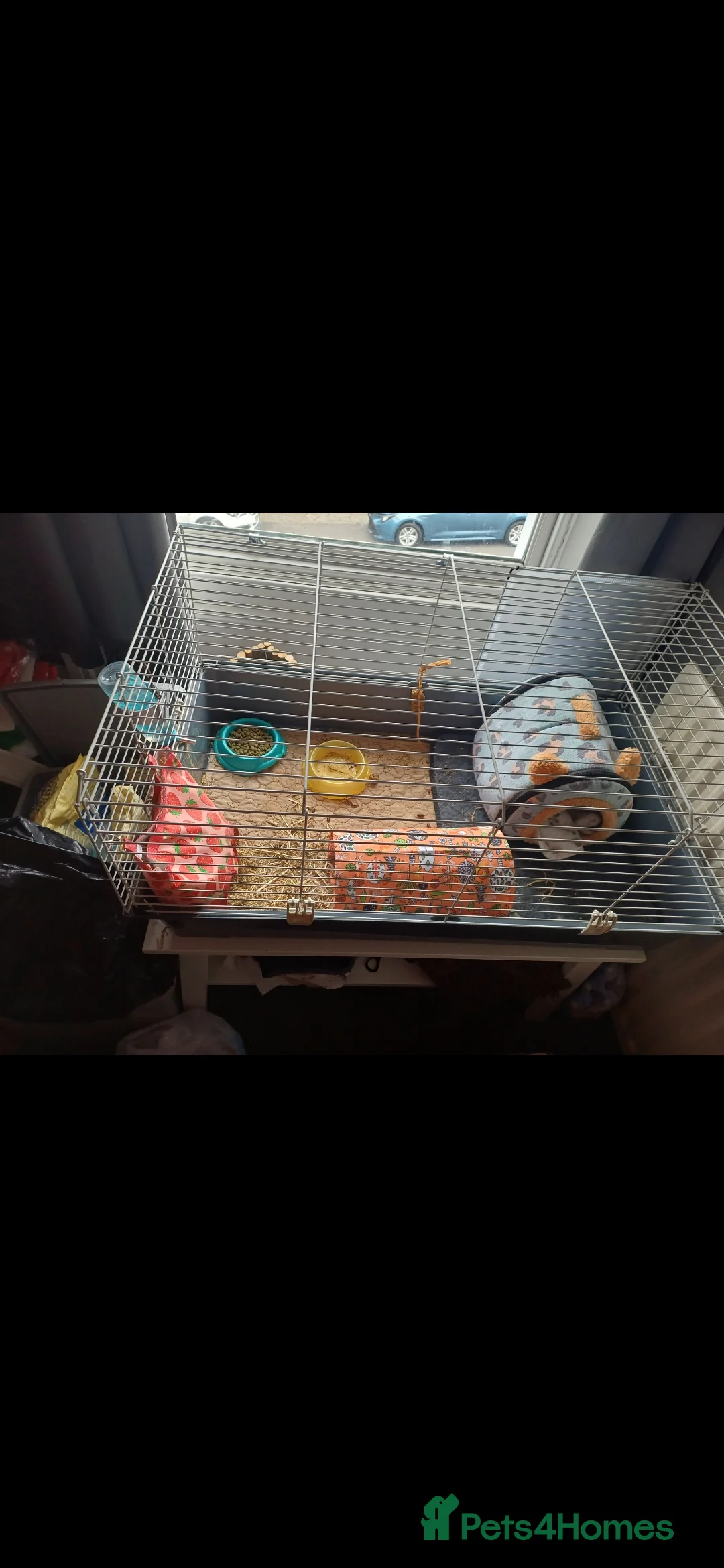 Guinea Pig rodents for sale: Skinny pig Male in Sunderland - Advert 5