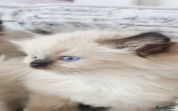 Ragdoll cats for sale: INDOOR FULL PEDIGREE RAGDOLL KITTENS - Image 26