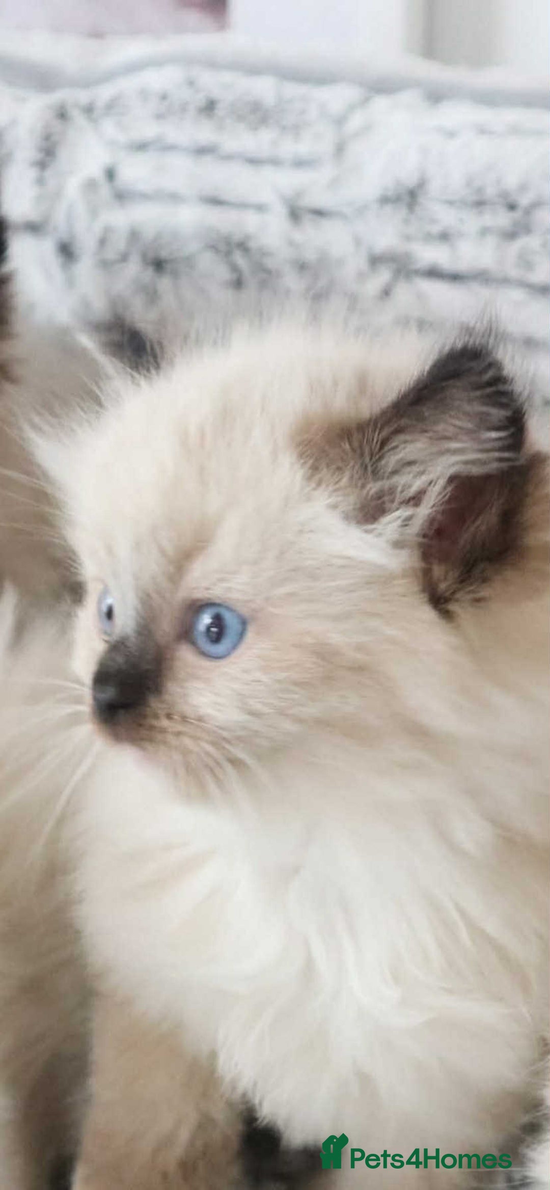 Ragdoll cats for sale: INDOOR FULL PEDIGREE RAGDOLL KITTENS - Image 26