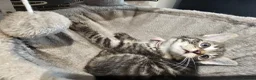 Mixed Breed cats for sale: Russian Blue x Long Hair Tabby in Horley - Advert 3