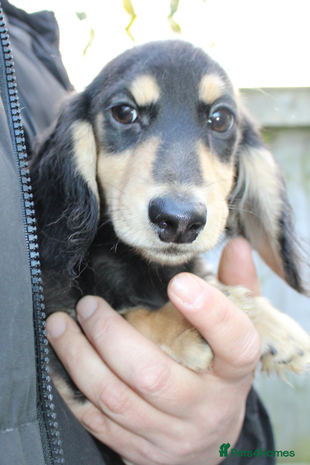 Miniature Dachshund dogs for sale: Long hair  - Advert 16