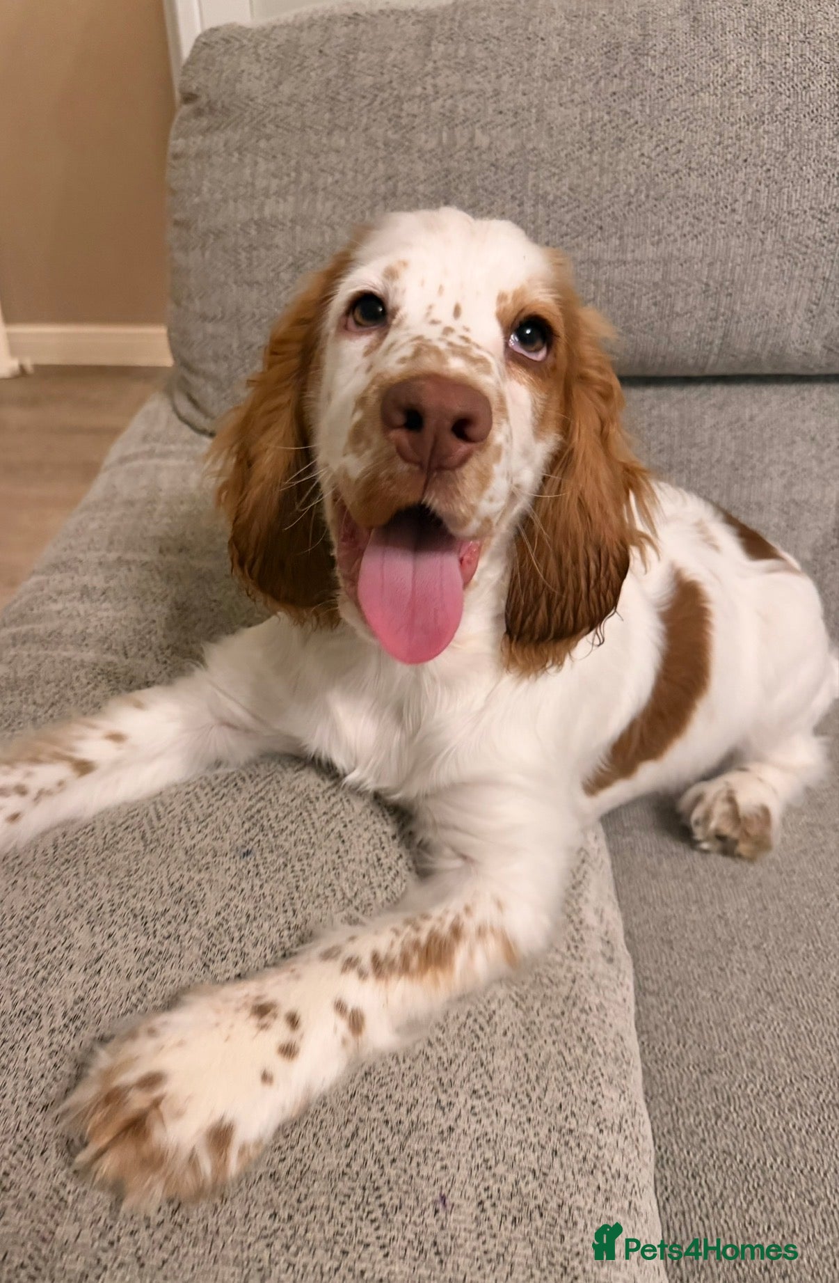 Cocker Spaniel dogs loving 6 month old male cocker spaniel  - Advert 3
