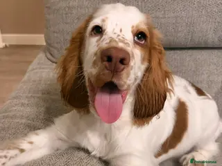 Cocker Spaniel dogs loving 6 month old male cocker spaniel - Advert 3