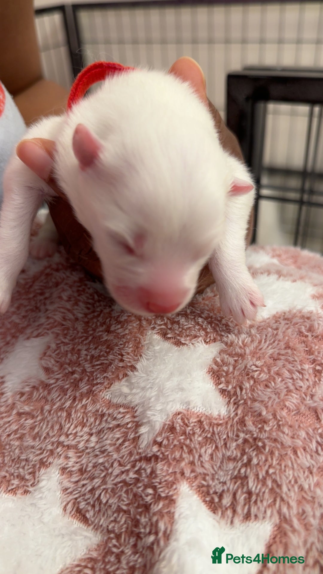 Samoyed dogs for sale: Beautiful Samoyed Pups Ready for a Loving Home  - Advert 7