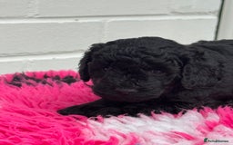 Miniature Poodle dogs for sale: DNA H/Tested Miniature poodle  - Image 16