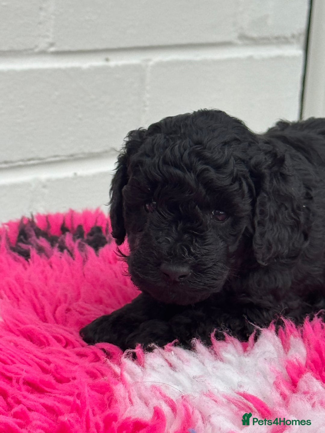 Miniature Poodle dogs for sale: DNA H/Tested Miniature poodle  - Image 16