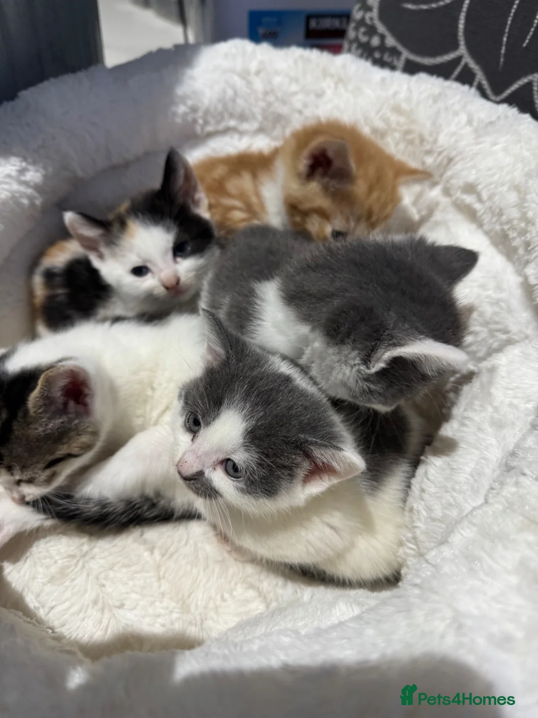 Mixed Breed cats for sale: Kittens for sale  - Advert 5