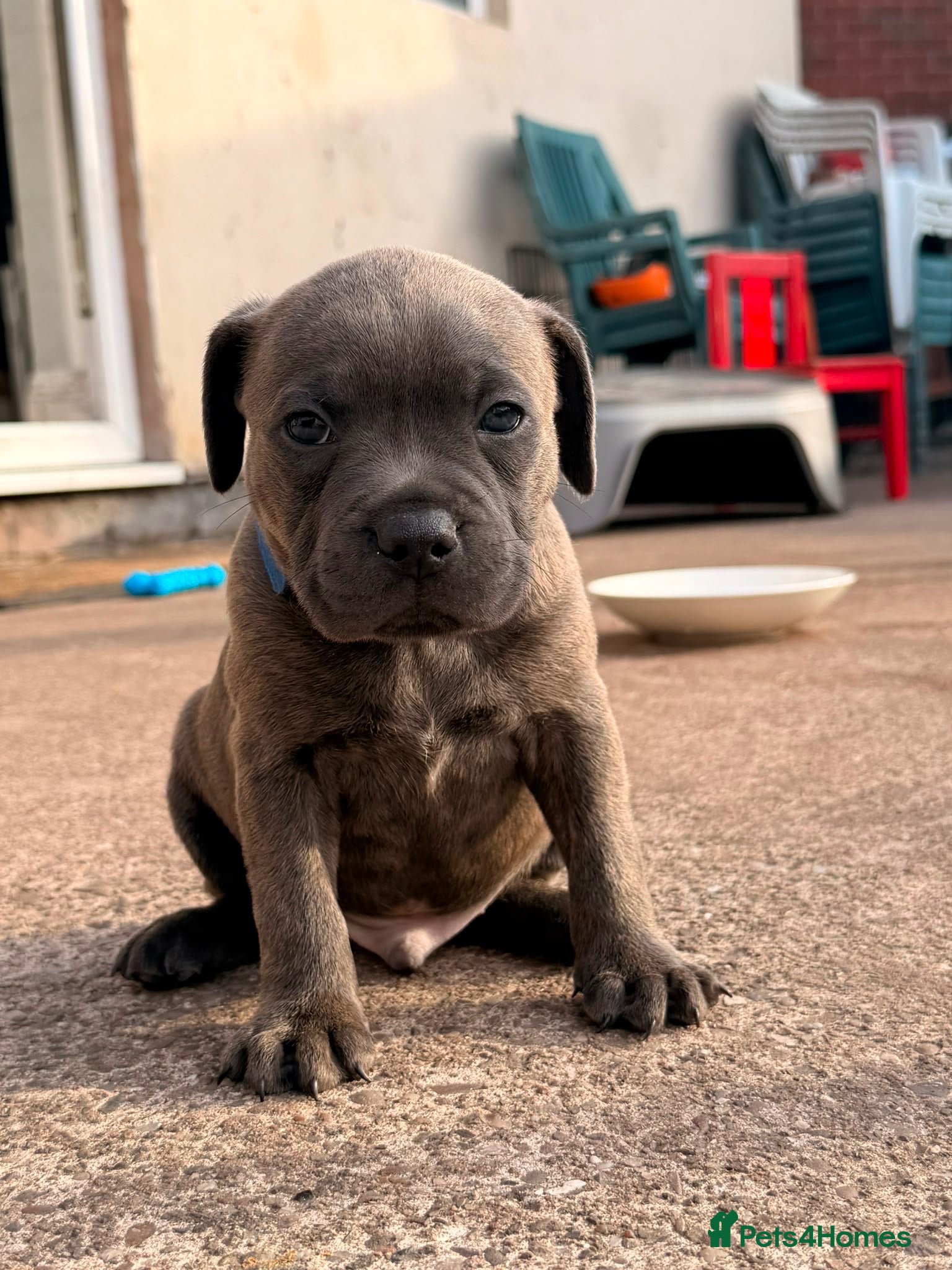 Staffordshire Bull Terrier dogs 🐶 1 Beautiful Blue Brindle Boy Staffy Puppy 🐶 - Advert 17