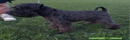 Miniature Schnauzer dogs for stud: CHAMPION SIRED eye/mac clear BLACK BOY AT STUD in Hessle - Advert 5