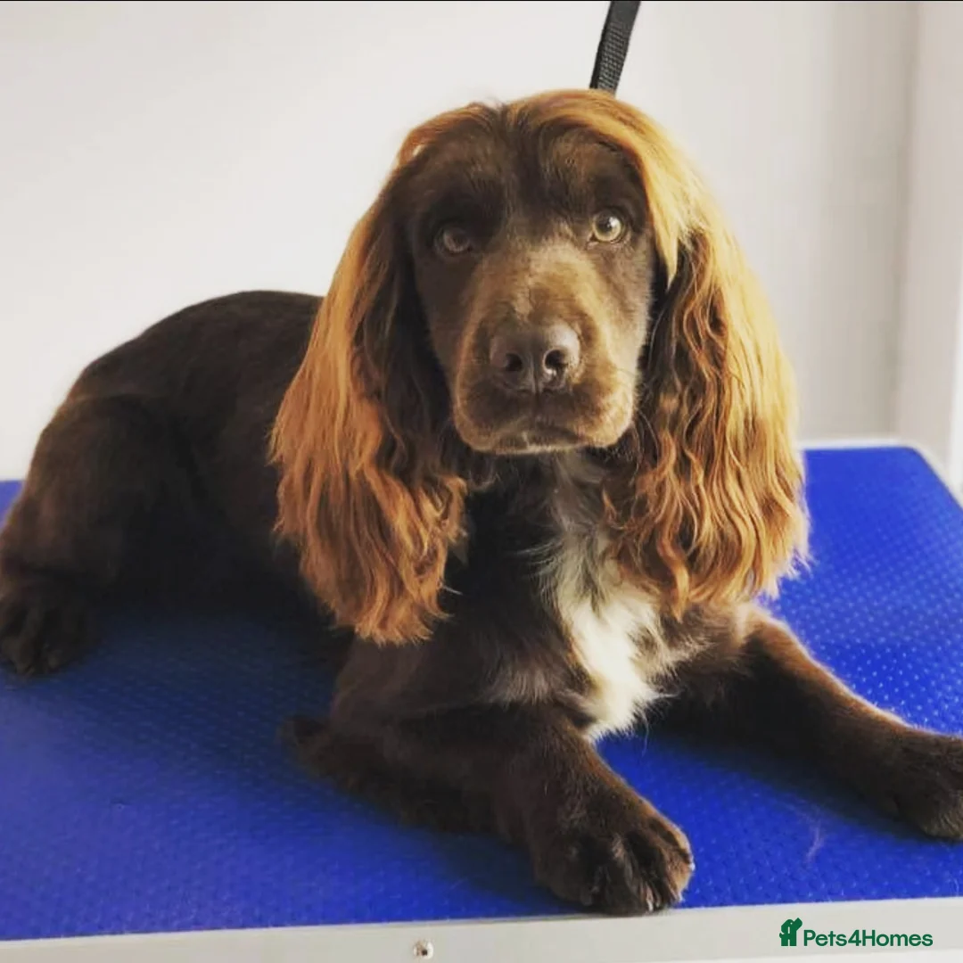 Cocker Spaniel dogs for stud: Champion Bred KC Cocker Spaniel & ALL Health Tests in Cranbrook - Advert 4