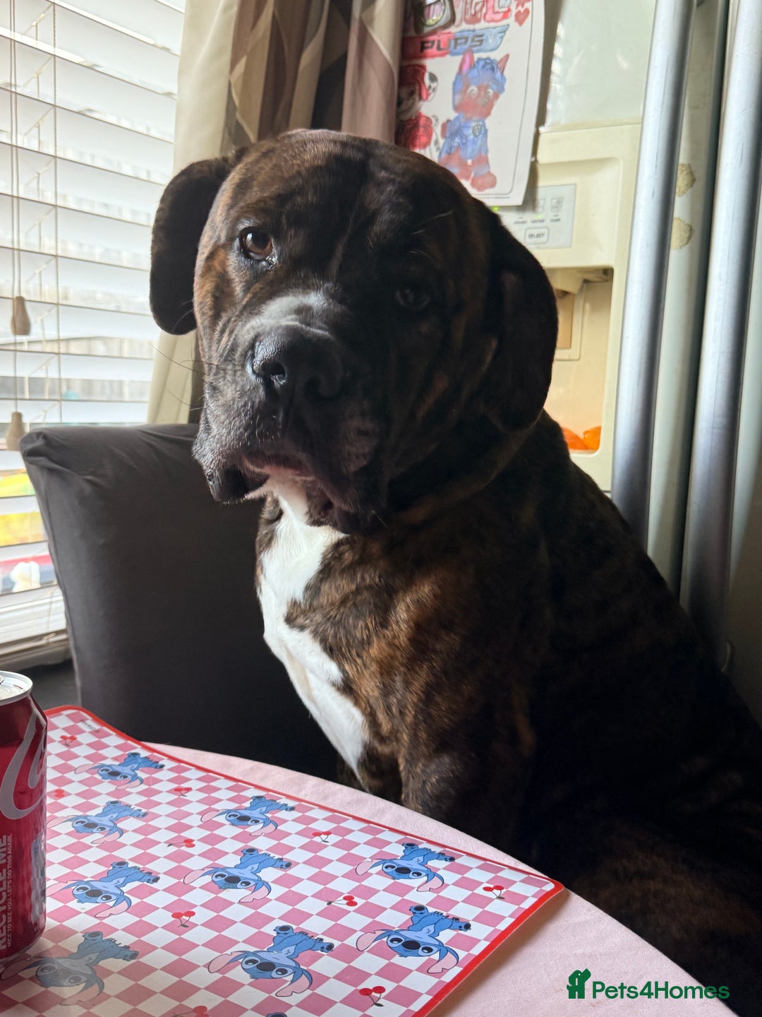 Mixed Breed dogs for sale: Bruno - Advert 1