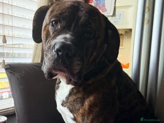 Mixed Breed dogs Bruno - Advert 5