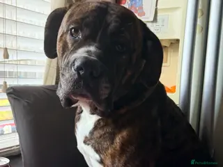 Mixed Breed dogs Bruno - Advert 7