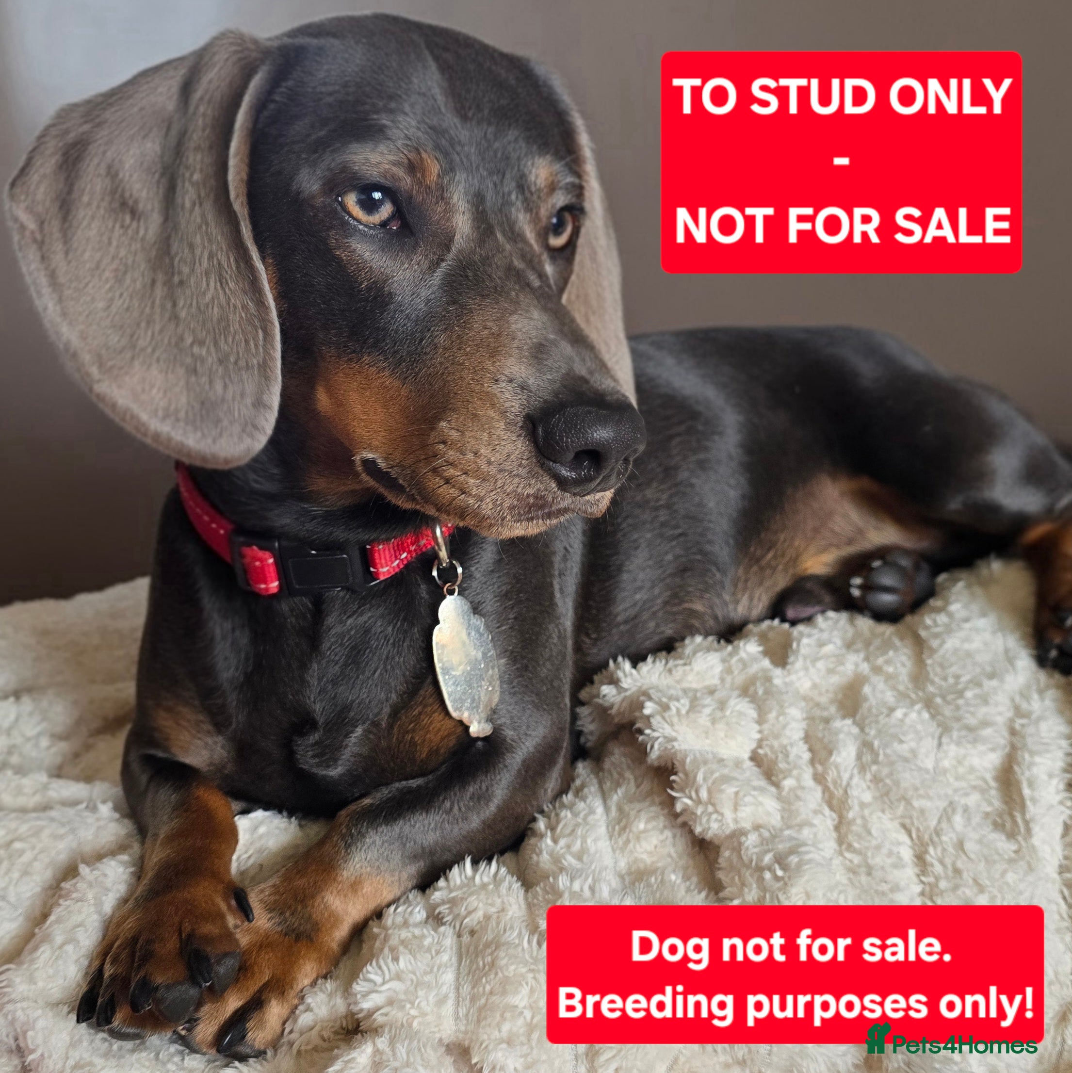 Dachshund dogs For Stud - Advert 1
