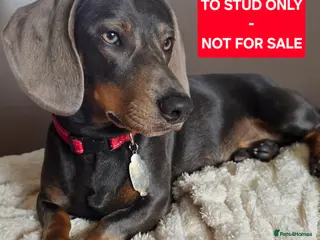 Dachshund dogs For Stud - Advert 8