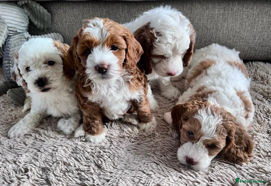 Cockapoo dogs for stud: Proven Red & white F1 cockapoo stud dog. in Barnsley - Advert 26