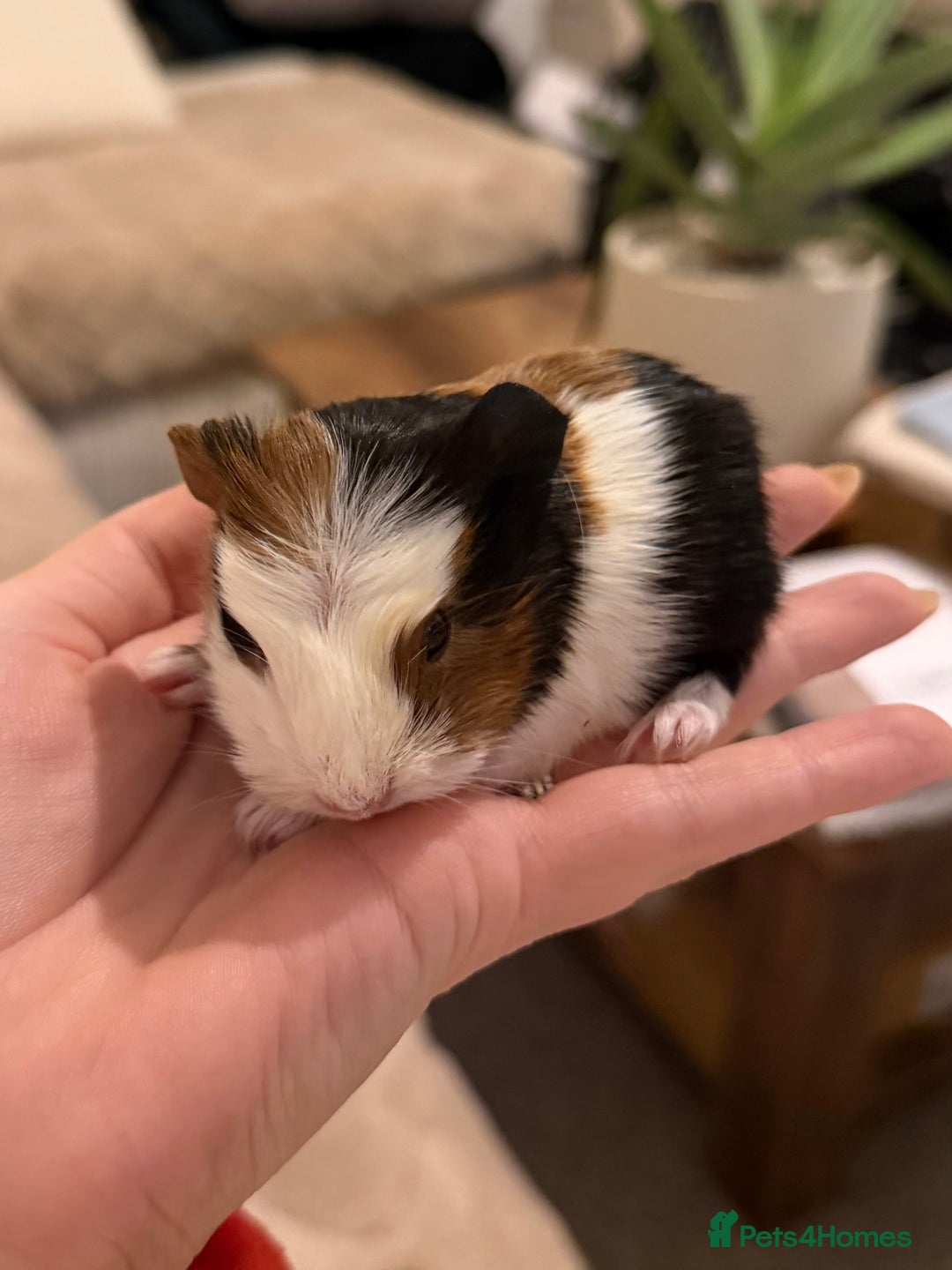 Guinea Pig rodents for sale: Pair of boar (male) guinea pigs  - Advert 4