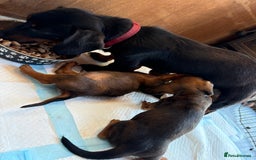 Dachshund dogs for sale: Dachshund puppy’s for sale  - Advert 4