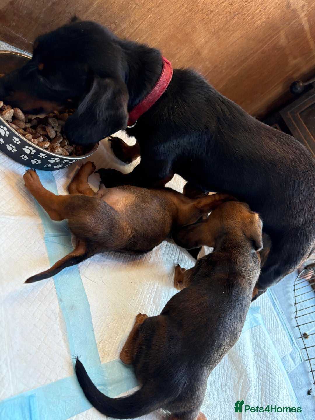 Dachshund dogs for sale: Dachshund puppy’s for sale  - Advert 4