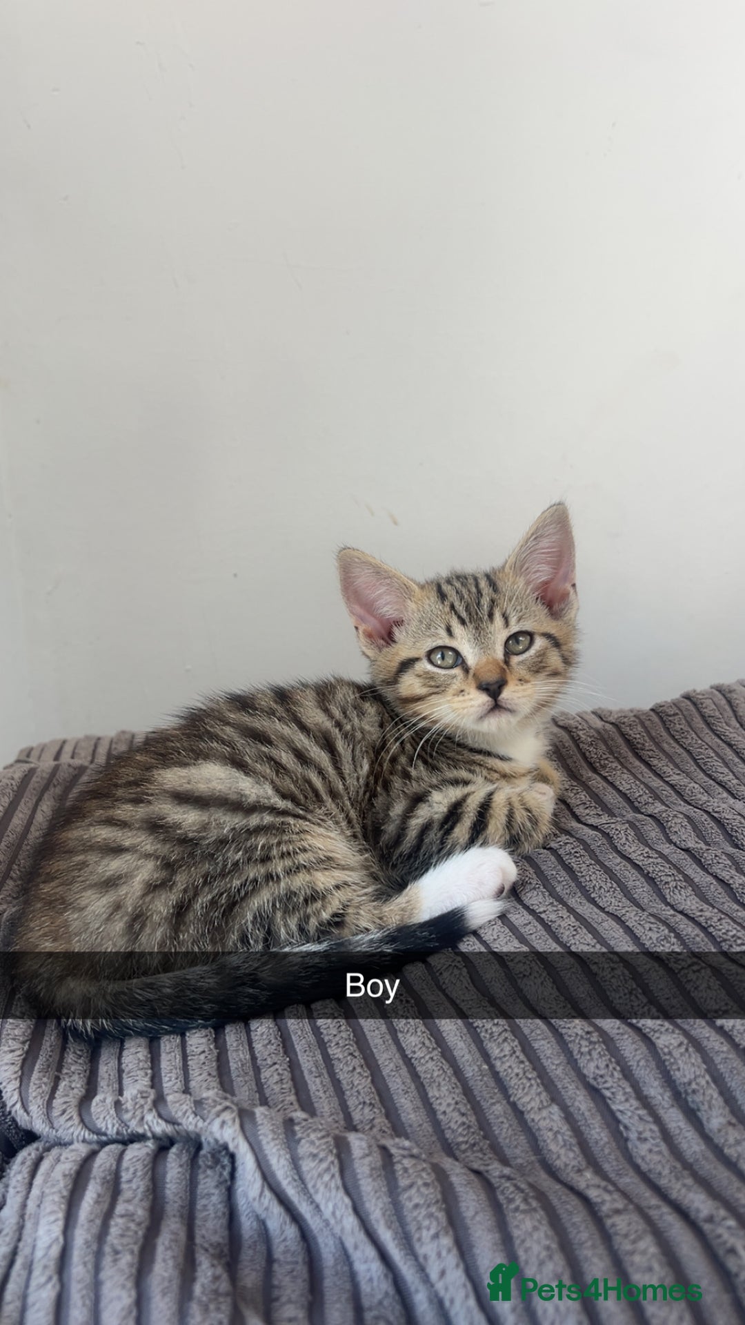 Mixed Breed cats for sale: 3 kittens urgently looking for new home  - Image 30
