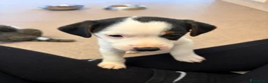Jack Russell 1