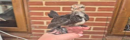 Chickens poultry for sale: 💜Sablepoot/booted bantam growing pairs and cocks - Advert 4