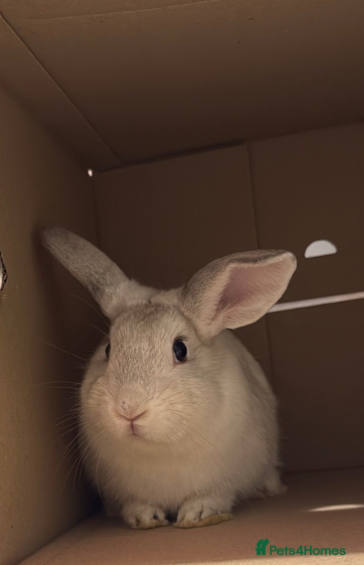 English Lop rabbits Lop eared rabbit - Advert 2