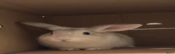 English Lop rabbits for sale: Lop eared rabbit in Leeds - Advert 1