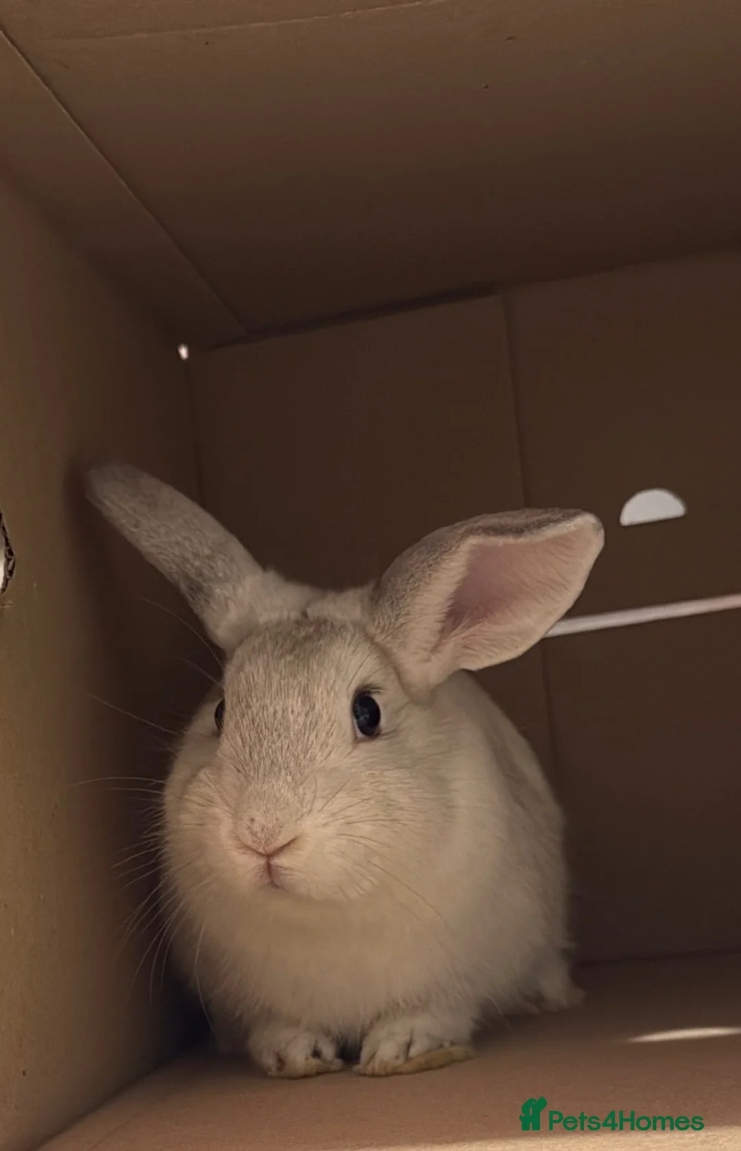 English Lop rabbits for sale: Lop eared rabbit in Leeds - Advert 1