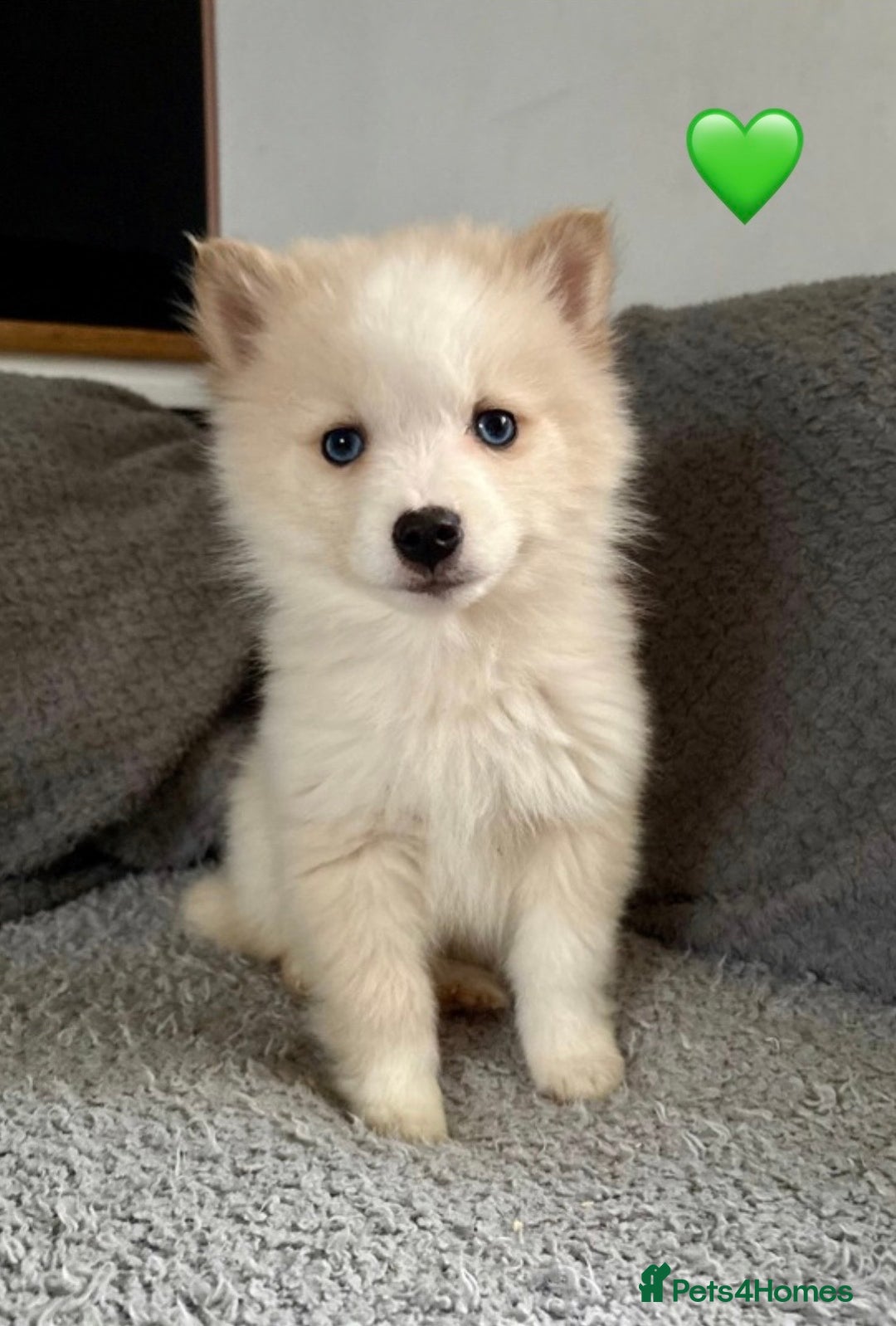 Pomsky dogs for sale: F3 pomsky puppies (Mini husky) - Advert 4