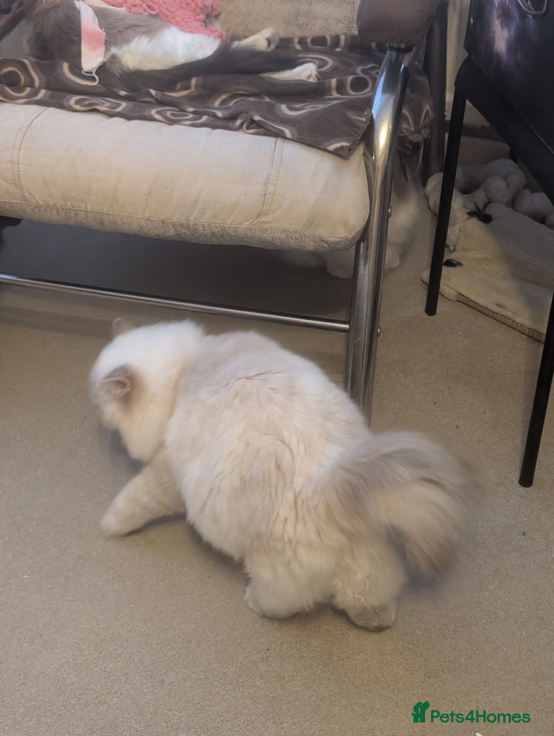 Ragdoll cats for sale: Ragdoll Girl  - Advert 5