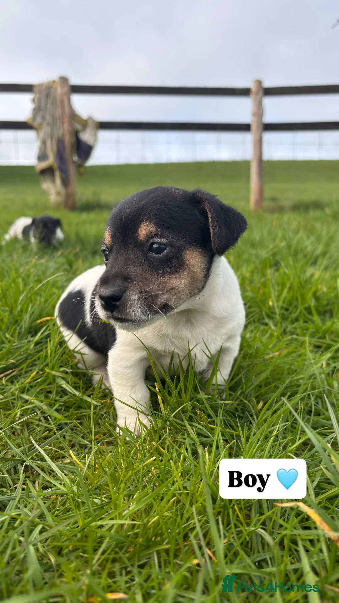 Jack Russell dogs for sale: Jack russell puppies 🐾 - Advert 9