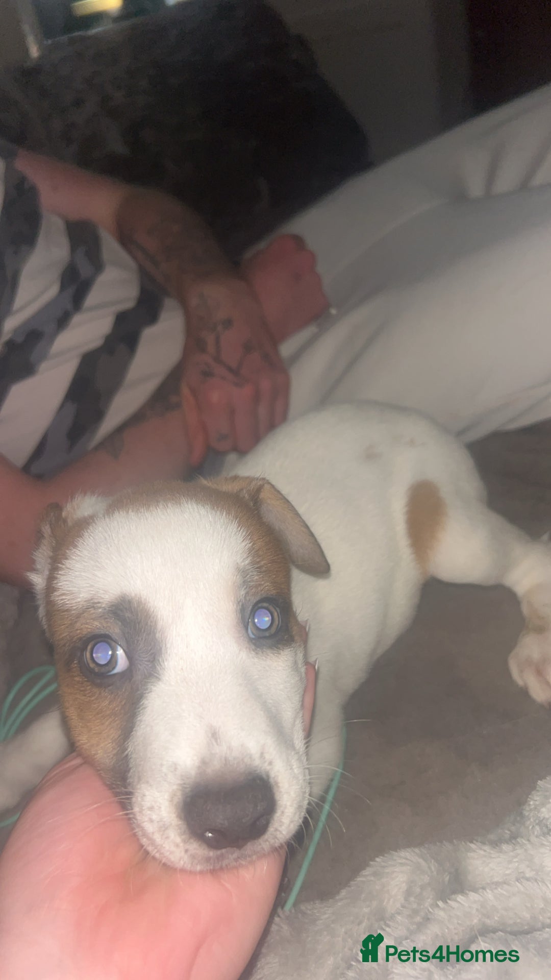 Mixed Breed dogs for sale: belgian malinois  X whippets  - Advert 2