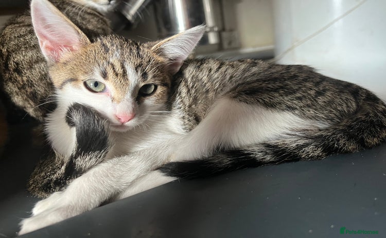 Domestic Shorthair cats - Advert 1