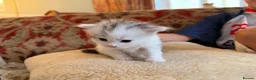 Siberian cats for sale: Hypoallergenic TICA pedigree Siberian kitten READY - Advert 6