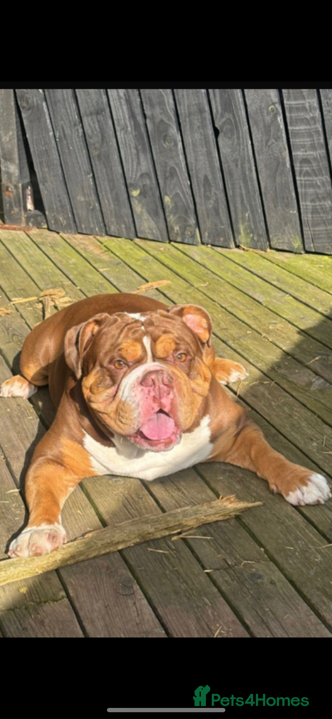 English Bulldog dogs for sale: English bulldog puppy for sale  - Advert 9