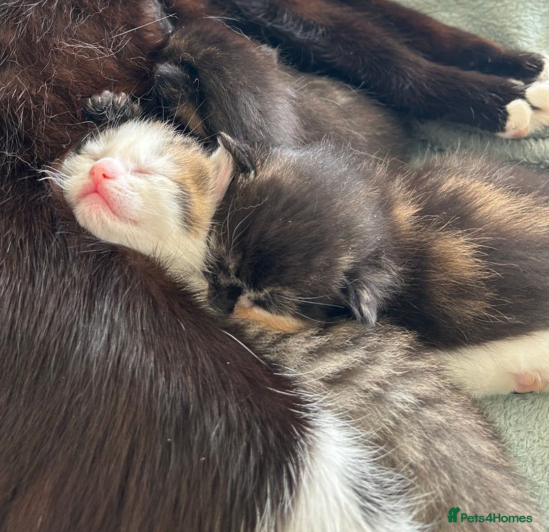 Mixed Breed cats for sale: 7 beautiful kittens ready for a loving home - Image 6