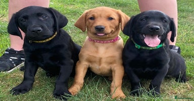 Labrador Retriever dogs - Advert 4