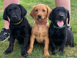 Labrador Retriever dogs - Advert 13